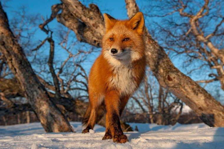 Лиса рыжая огнёвка