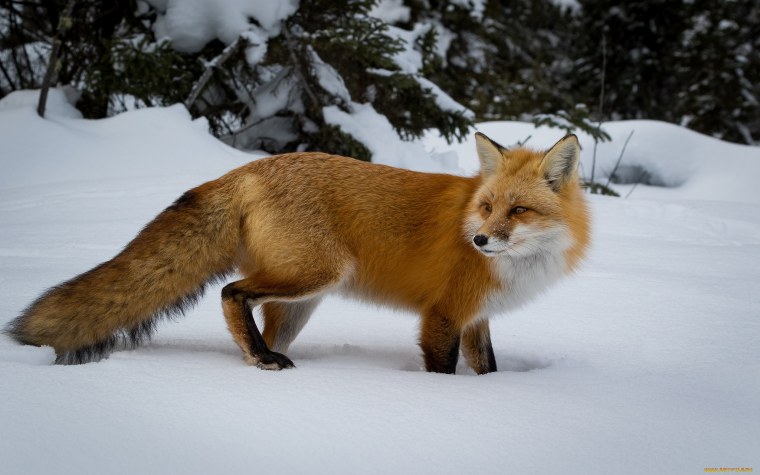 Лиса картинка