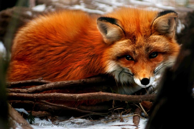 Лисица огневка красная