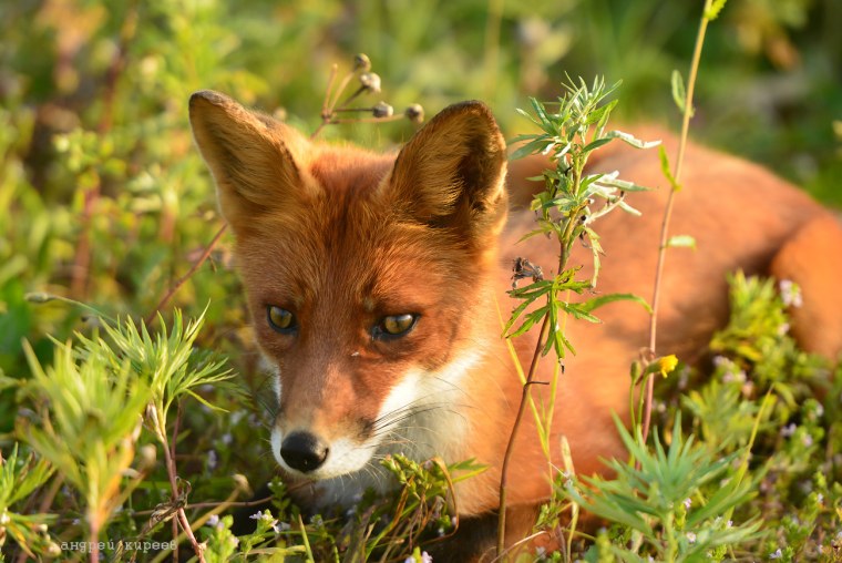 Камчатская лисица