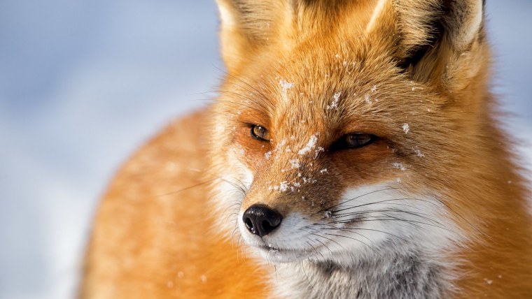 Лисица анфас