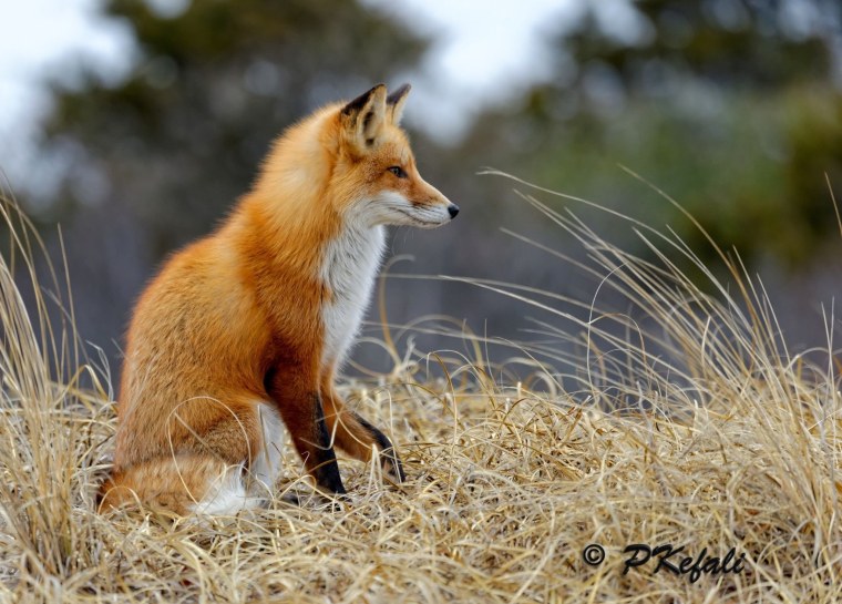 Лиса огневка