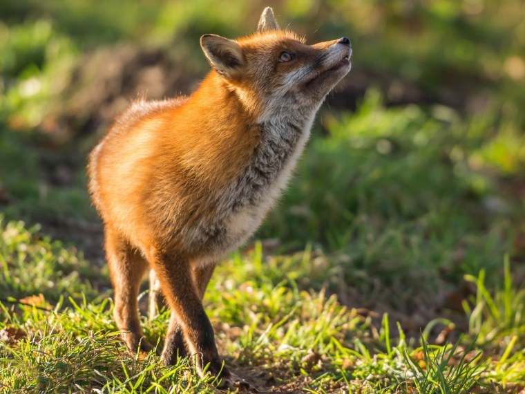 Лисица (Vulpes Vulpes)