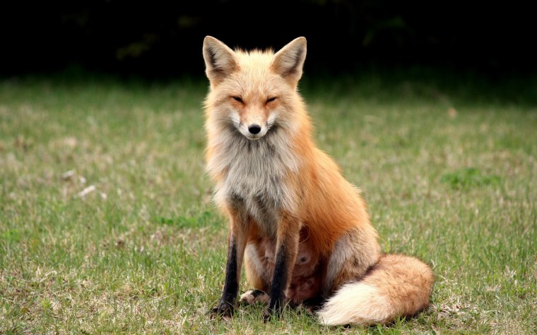 Хитрая лиса