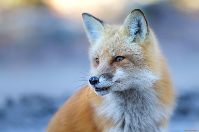 Сибирская лиса