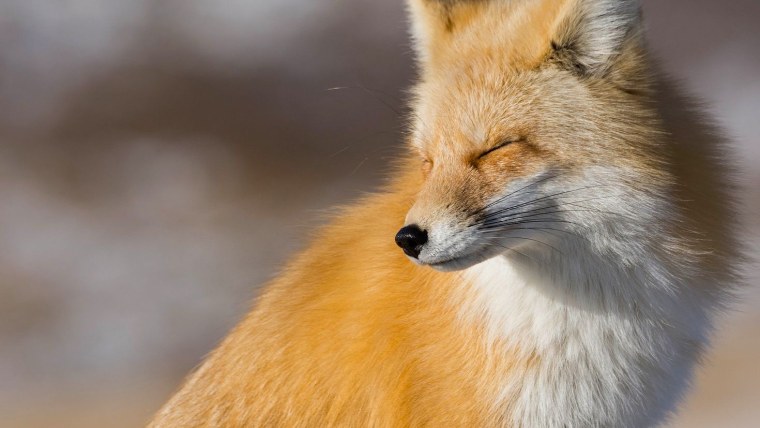 Лисица Хоккайдо