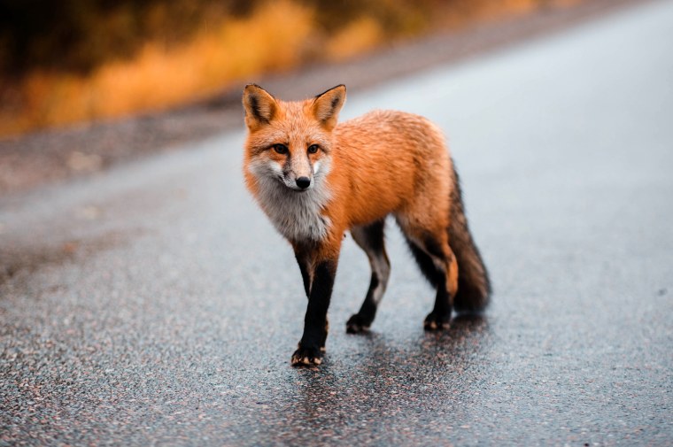 Приморская лиса