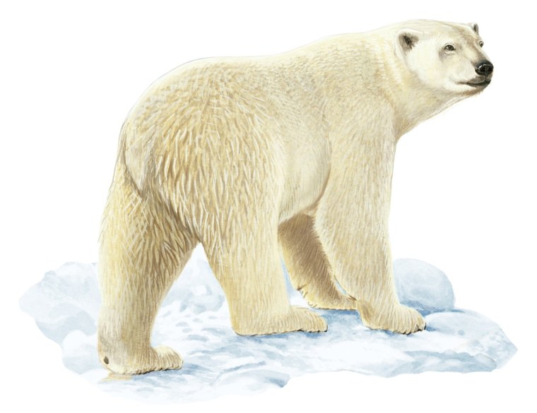 Белый медведь рисунок на белом фоне