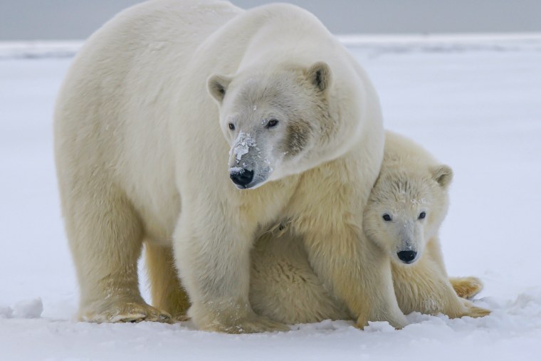 Полярная Медведица