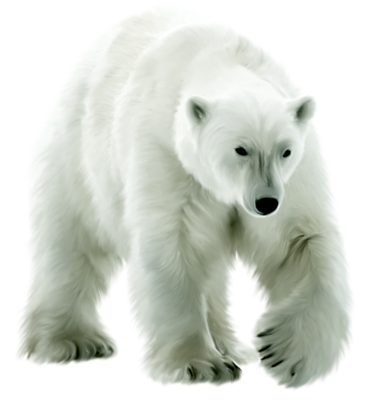 Белый медведь на прозрачном фоне