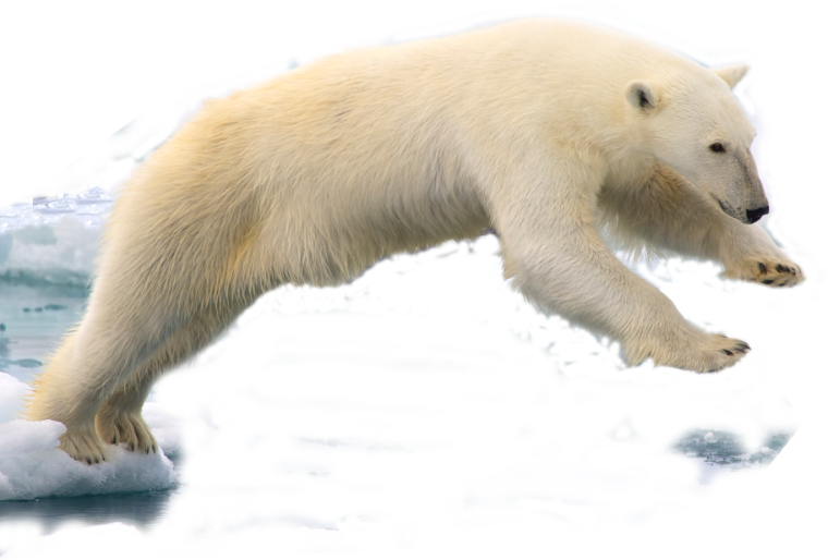 Пазл белый медведь