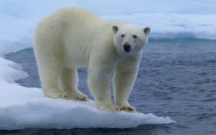 Белые медведи в Арктике