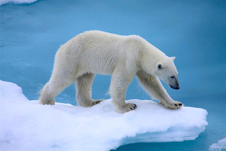 Большой Арктический заповедник белый медведь