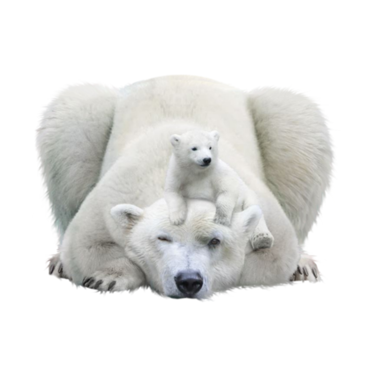 Белый медведь