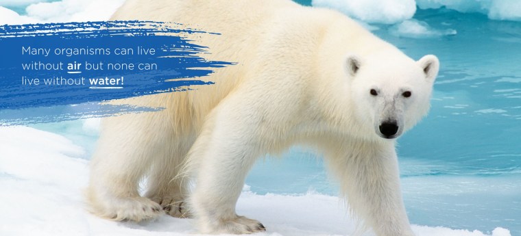 Белый медведь картина для детей