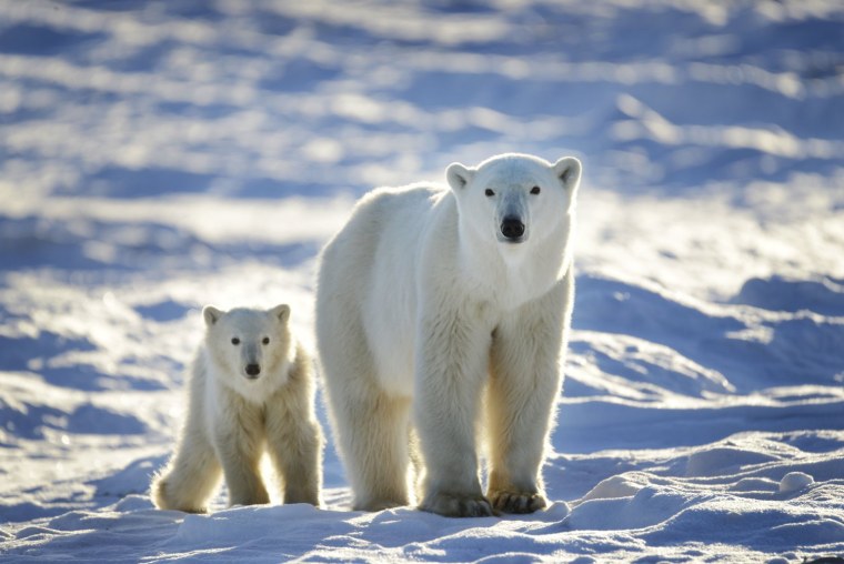 Белый медведь (Лаптевская популяция)