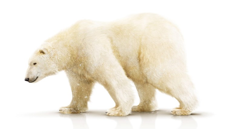 Полярный медведь тундра