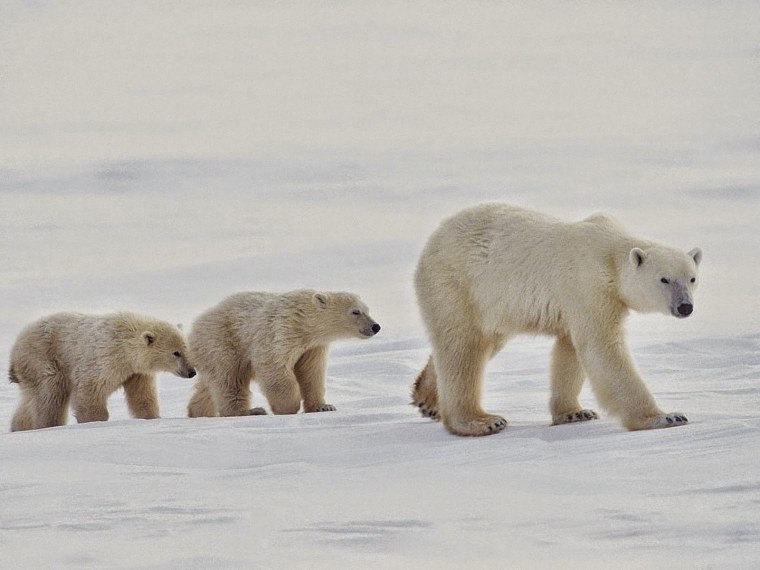 Северный полюс белые медведи
