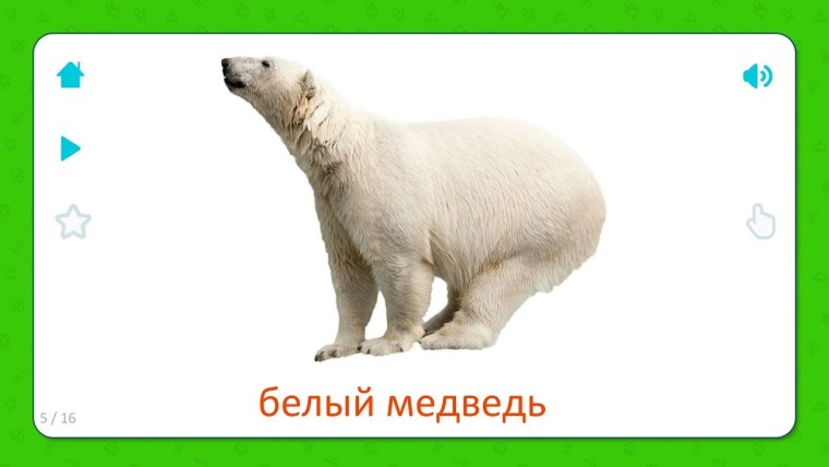 Белый медведь чукотско-Аляскинская популяция