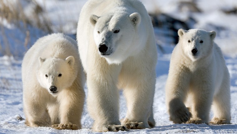 Медведь Умка Единая Россия