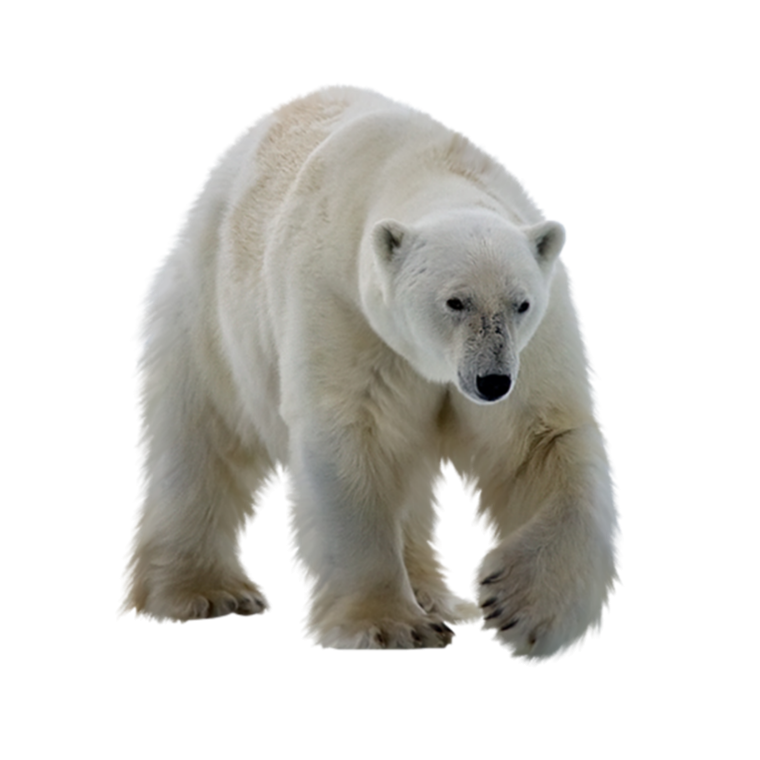 Белый медведь на прозрачном фоне