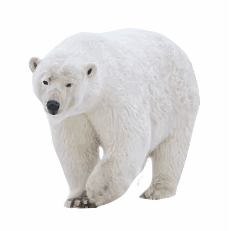 Белые медведи в Сибири