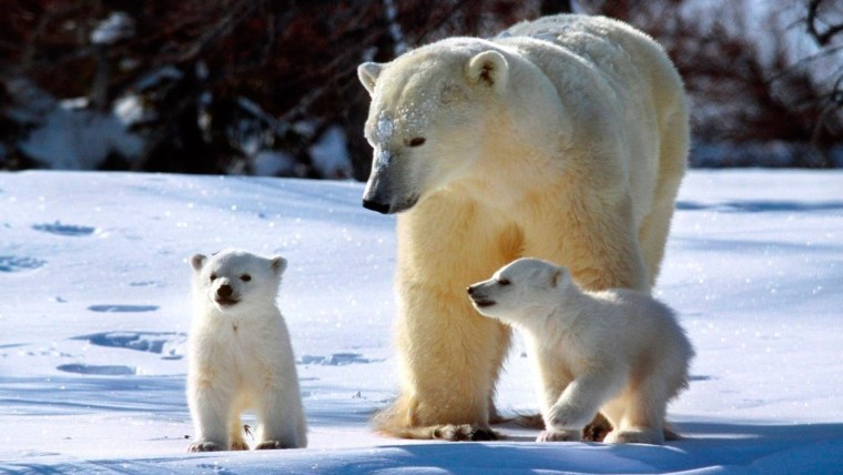 Белый медведь