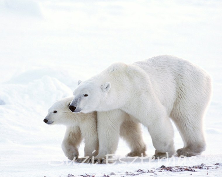 Северный полюс сияние белый медведь