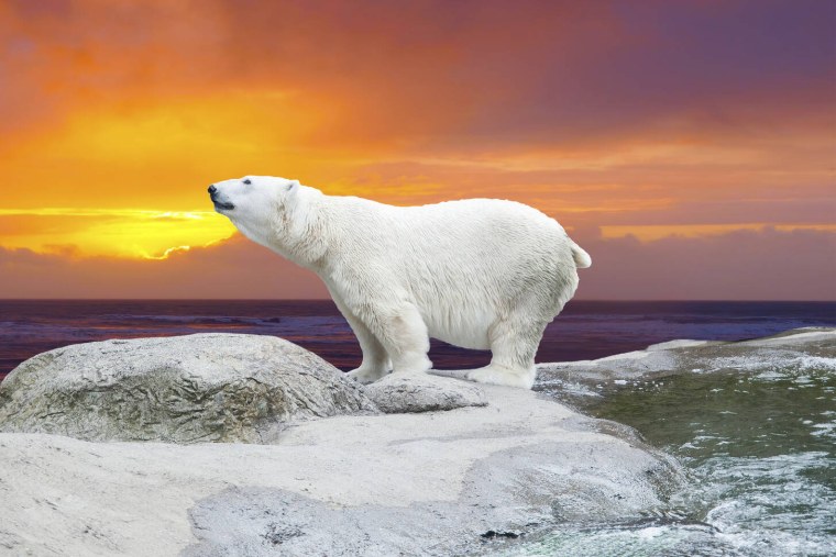 Белый Медвежонок рисунок