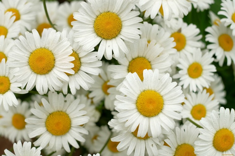 Букет полевых ромашек