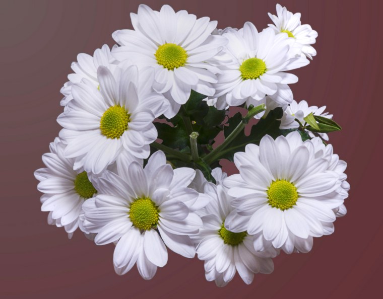 Букет ромашек