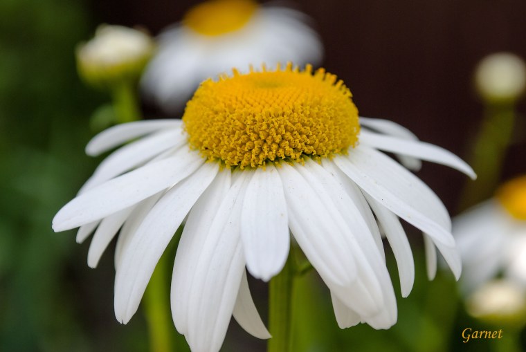 Ромашка цветы