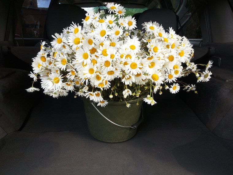 Крупные ромашки