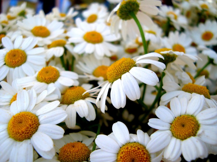 Красивые ромашки на рабочий стол