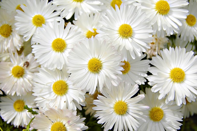 Букет ромашек с хризантемами