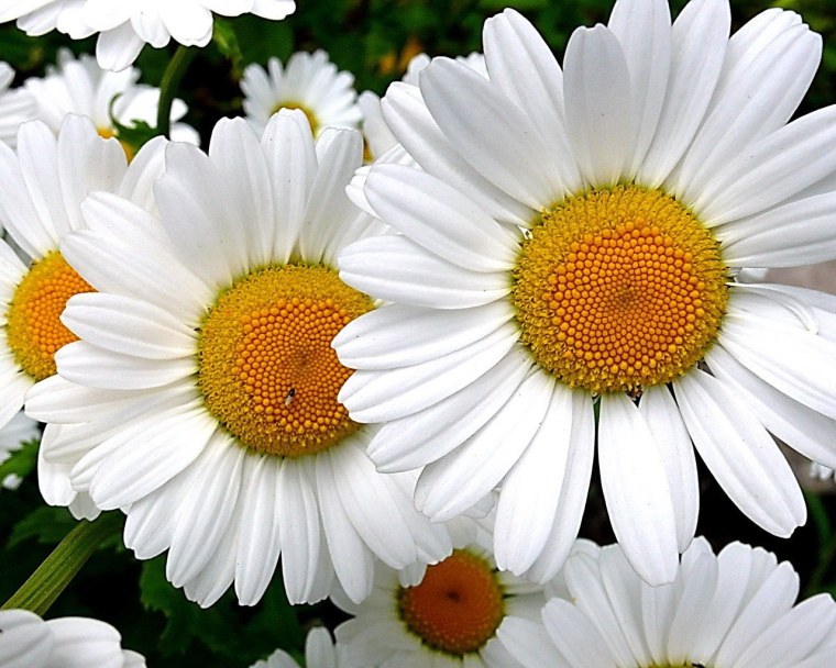 Цветок нивяник Аляска