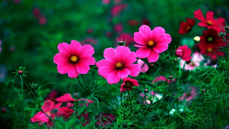 Космея Гавриш