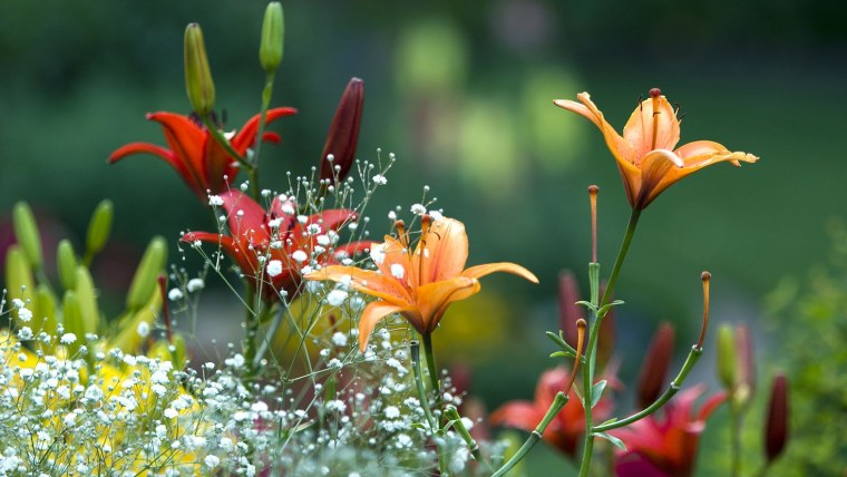 Полевые лилии цветы