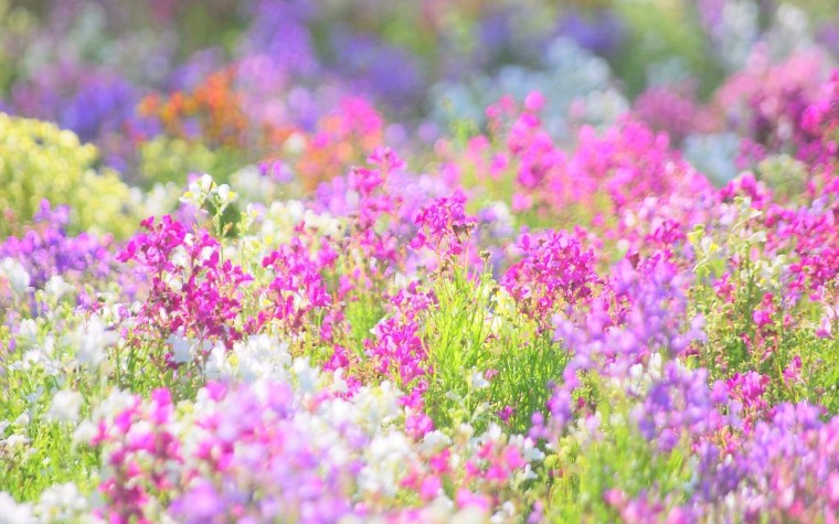 Полевые цветы