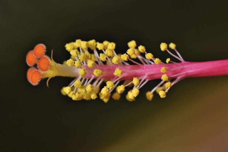 Пестик и тычинка