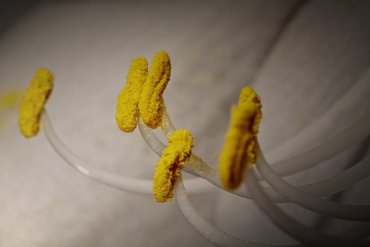 Тычинки пестик пыльца