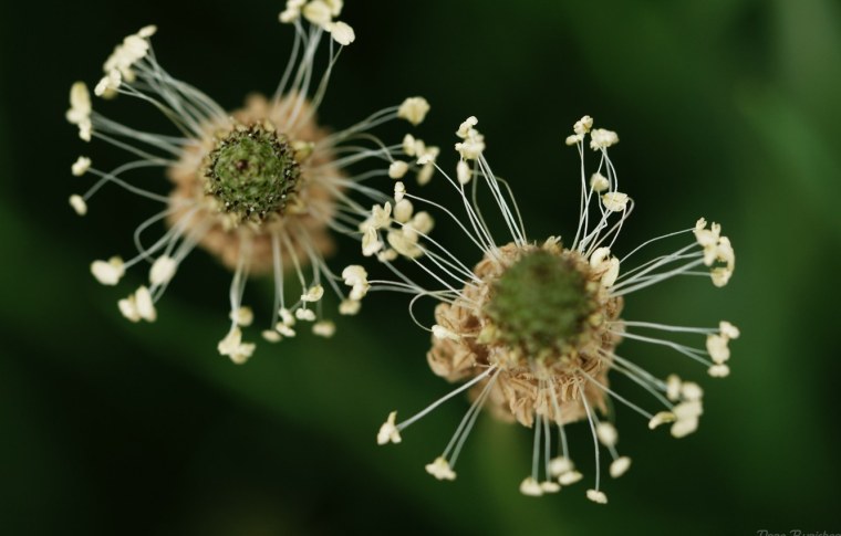 Рыльце пестика микрофотография