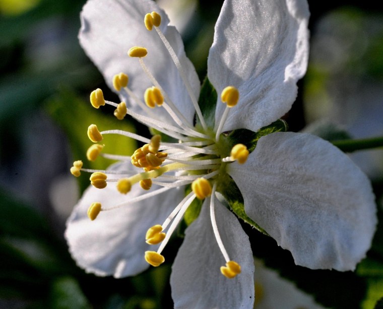 Лилия пестик и тычинки