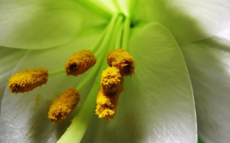 Сиреневые цветочки с желтыми тычинками