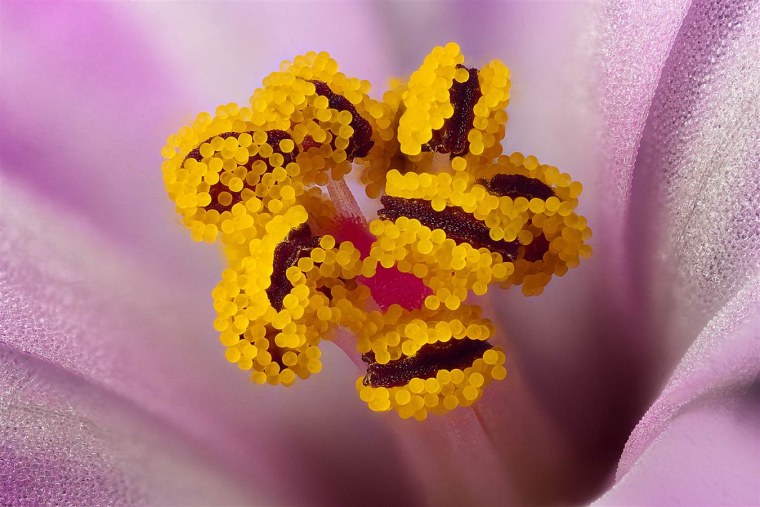 Пыльца на цветке