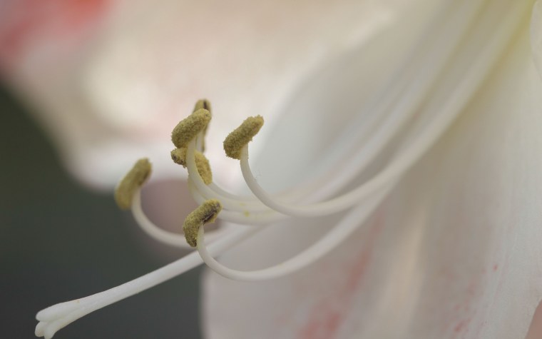 Растение с желтыми тычинками