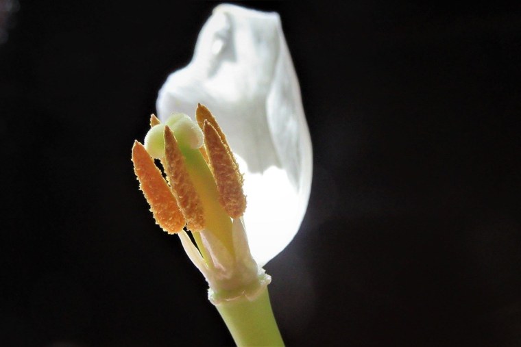 Пестик и тычинка у растений