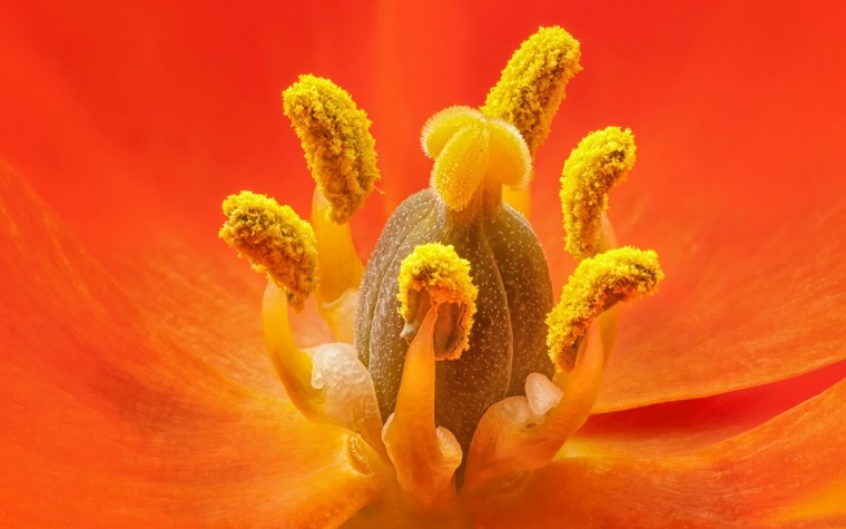 Пестик рыльце тычинка