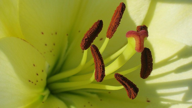 Лилия пестик и тычинки