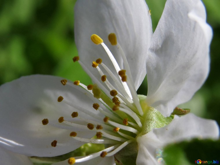 Пестик тычинки нектар